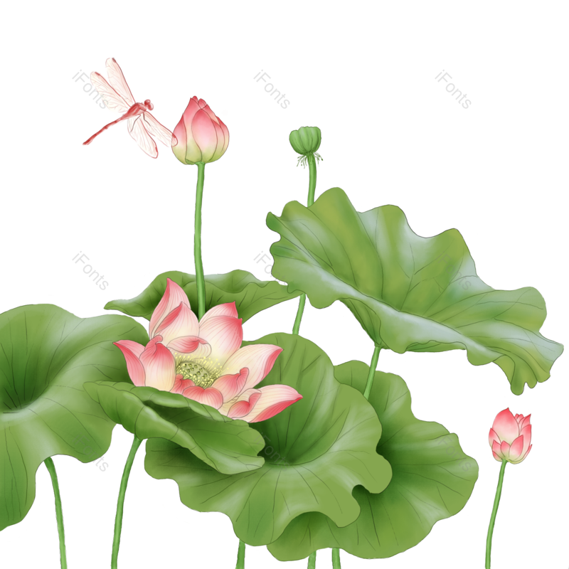 荷花图片,插画元素,植物PNG,手绘免抠素材